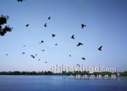 �ڰ��������һֻ��������루ͼ��