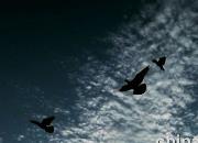 ���ӵ���գ�ͼ��