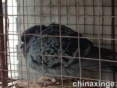 �鳲���ڿ���������������ҵĵ��ӻ�