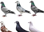 ���� �Ǽ�����������������ͼ��