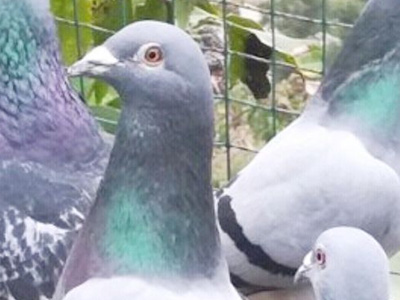 �ø벻����