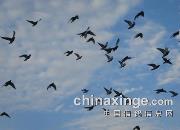 �����������ͼ��