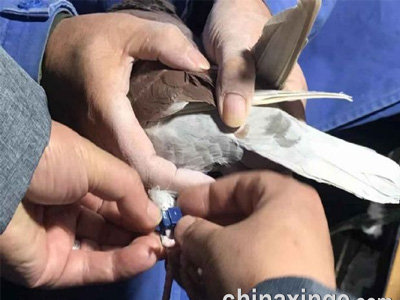 ��Ѷ��������������100�����ѵ�߷��ٸ߹鳲��