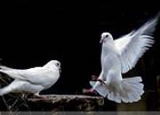 ʫ�裺����һ������