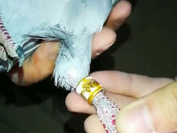 �����������������ܽ᣺�������ཻ֯�ı���