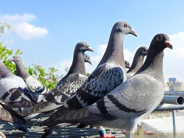 �ط�����ս500���� ��־���ʤ����