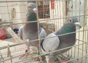 �Ҹ���  ��ج����߽�ͼ��