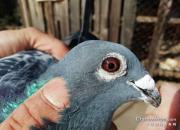 ��������һֻȫ�ܸ� ղɭ��������Ѫ