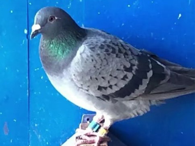 ���Ե�������ˣ����ۺ�����������