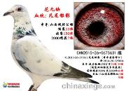 ʫ�裺�Ұ����׻�����