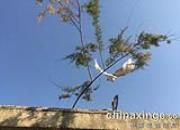 �����ջ���˿϶� �񽱲���һƬ����