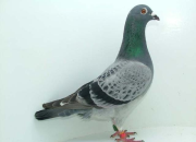 �ھ��뼰������ͼ��