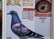 ����ٹ��+Ѫͳ��=��Ӣ��9����