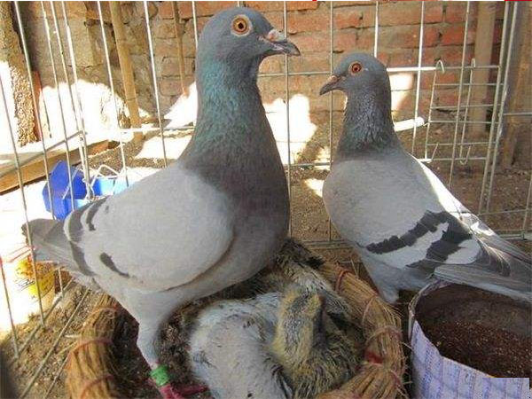 �����ֵ�һ�����ľ���