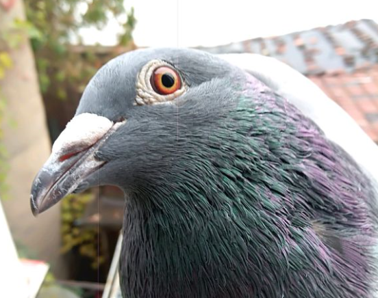 û�ɼ�����ûѪͳ��