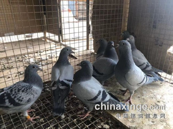 ͵͵�����������ϵļ�ֻС����