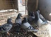 ͵͵�����������ϵļ�ֻС����