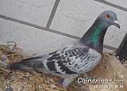 �������Ը����߰��� ������������