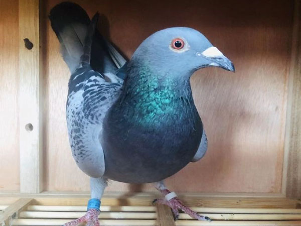 ���˸����ڰ��ޣ���ʿ���ƽ𺣰������Ѽ�