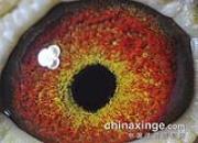 Ư�����µĸ��ۣ�ͼ��