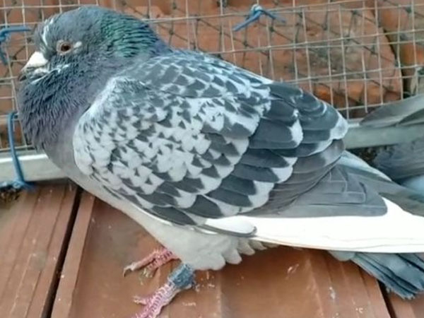 ��㻨ͷ�������������߹�