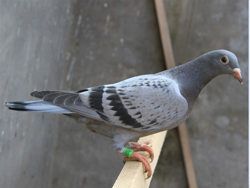 Ӯ�ڸ��� ���ڼ���