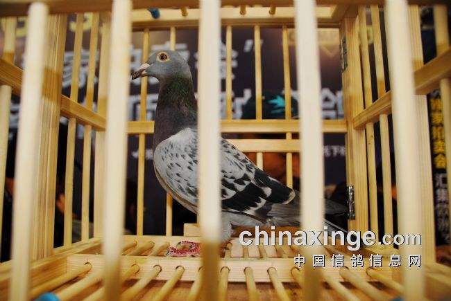 Խ��ĸ���Խ�ã�