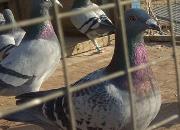 ��Ĳ������ӣ�׼�������Ĳ��� �����λ����