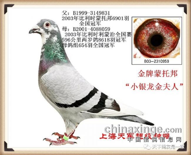 ����Ӣ�� ���ܽݱ�Ƶ����