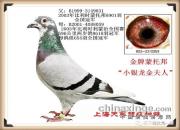 ����Ӣ�� ���ܽݱ�Ƶ����