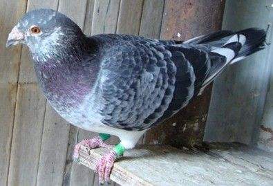 ս���Ӯ���� ��ꪳ�ɳ��ɽ