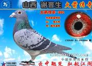 ��ɽ��л���������������д����ڶ����Ĵ��ĸ���ھ������ƽ���