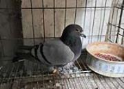 ¥��������������񽱸룡