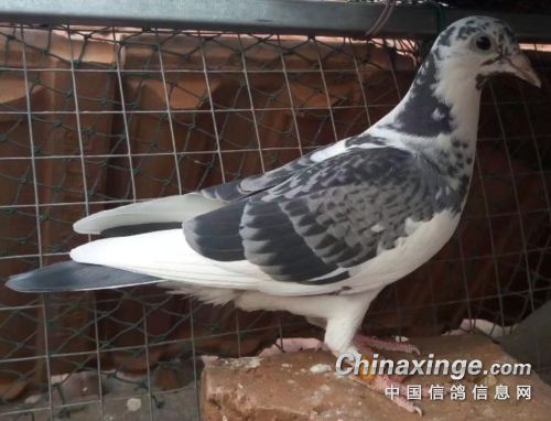 ������ֱ��420 ƽ���������깫���