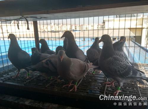 Ҫ��ɼ��� �ճ�Դͷ�����ٲ���