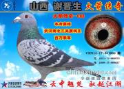 ��ɽ��л���������������д�����ɳȺӢ�����򼾾�088