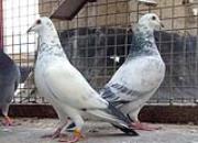 һ�������԰���ʿ ֱ���Ĺ��ȶ�����