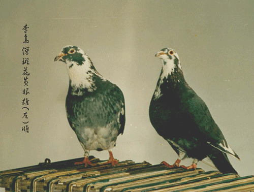 �Ϻ�����̺�����ĸ�̳����