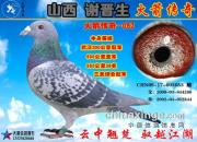 ��ɽ��л���������������д�����ɳȺӢ�������ھ�053