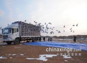 ���ҽ�������ΰ�ֻ��������400������Ǿ�