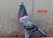 ���������˵�ղɭ�� ���������ǰ70��