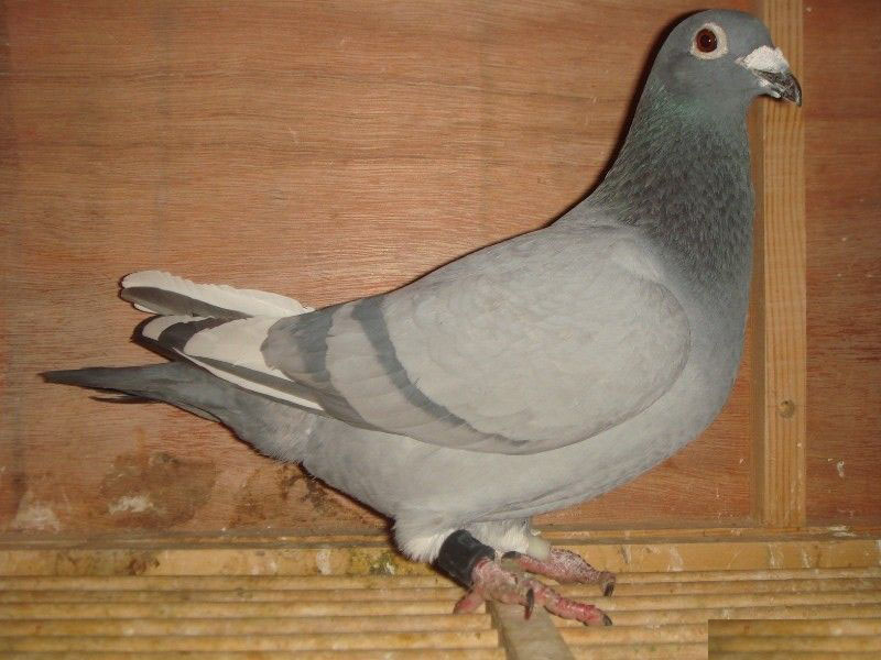 ��һֻ���ӽк���