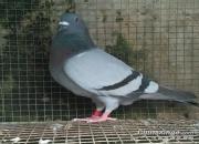 ��α����Ĵ����͵�43��