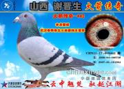 ��ɽ��л���������������д�����ɳȺӢ�������Ǿ�442