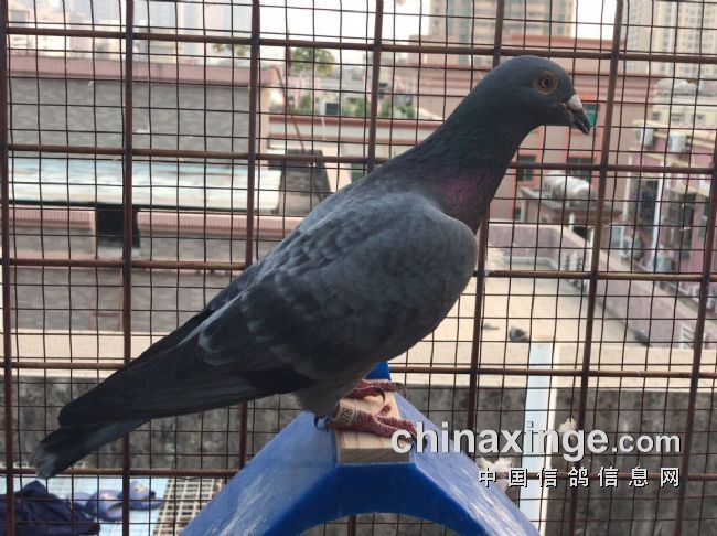 �������ȥ��ھ������Ǿ�������˵����������