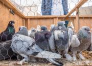 �ٴ�������� �Ӹϼ���ʼ