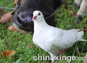 ���ӵ��۾���ͼ��