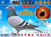 ��ɽ��л���������������д�����ɳȺӢ����˹��ĸ511