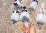 �˵�����������Ե ���ļ�¼�ҵ�������