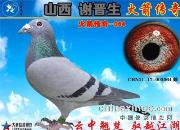 ��ɽ��л���������������д�����ɳȺӢ��������064